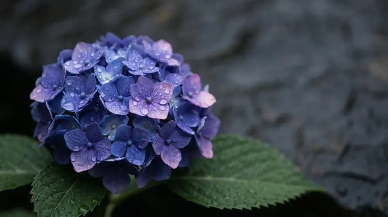 Hydrangea Weather